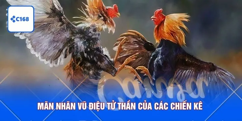 Mãn nhãn vũ điệu tử thần của các chiến kê